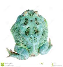 Über 80% neue produkte zum festpreis. Der Samurais Blaue Pacman Frosch Lokalisiert Auf Weiss Stockfoto Bild Von Herpetology Grau 124815818