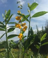 Image result for Crotalaria annua