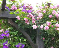 Jeanne La Joie Climber Island Rose Rose My Secret Garden