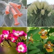 Image result for Gesneriaceae