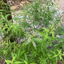 Image result for Aloysia citrodora