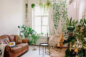 The trailing vines and green leaves of indoor climbing plants can complement the décor of any interior. The Best Climbing Plants For Aesthetic Indoor Vines Happysprout
