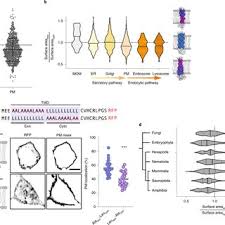 Jan 19, 2021 · title published date; Structural Asymmetry In Plasma Membrane Protein Transmembrane Domains Download Scientific Diagram