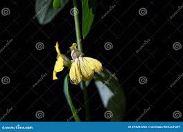 Image result for Justicia odora