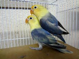 Parblue Lovebird updated their cover photo. - Parblue Lovebird