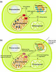 We did not find results for: How Do Plants Make Mitochondria Springerlink