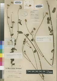 Image result for Anisopappus chinensis