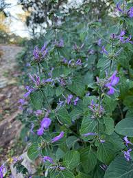 Image result for Hypoestes sp. aff. aristata B