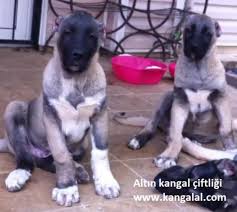 Kangal Kopek Urunleri Kulube Tasmalar Ve Kangal Yal I Arpa Unu