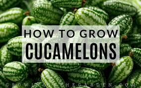 What is square foot gardening? How To Grow Cucamelons 6 Tips For Growing Cucamelons Growing In The Garden