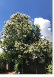 Image result for Oncocalyx