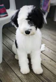 153 likes · 138 talking about this. Sheepadoodle Buy Online Shopping