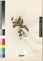 Image result for Rangaeris