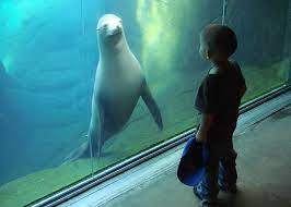 El Paso Zoo Sushi 101 El Paso Zoo Zoo Sea Lion