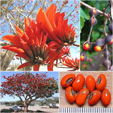 Image result for Erythrina × coddii