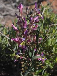 Image result for Babiana bainesii