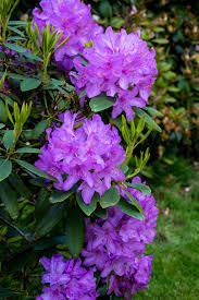 Pin On Gardens And Gardening Tips