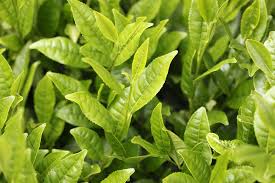 Herbal Treatments For Cervical Dysplasia Naturopathic Doctor News And Review