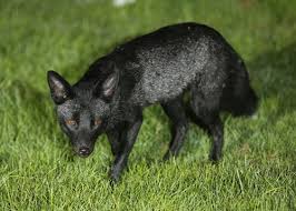 Rare orange and black fox. Uk Photographer Captures Beautiful Images Of A Rare Black Fox Backyard Wildlife Earth Touch News
