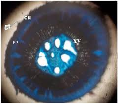 Image result for Glyphaea