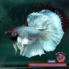 Live Betta Fish Male Silvery Blue Dumbo Ears Halfmoon Hm 52 Betta Peixe Betta Animais