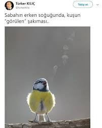 Anlamli Dusundurucu Eglenceli Guzel Komik Konusan Resimler Konusan Resimler Www Kizlarinsirlari Club Resimler Hayvanlar Muhabbet Kuslari