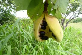 Image result for Sterculia africana