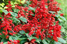 Image result for Salvia