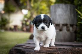 Last one of the litter. French Bull Tzu Dog Breed Health Temperament And Puppies Petguide