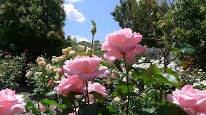 Walter lammerts in the united states in 1954. Rosa Queen Elizabeth Eine Blume Mit Grossen Blutenblattern Und Sehr Auffallig Gartenarbeit Auf