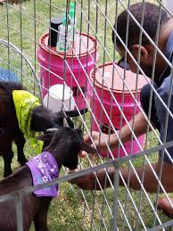 Search in seconds, read reviews & get free quotes. Oba Farms Mobile Petting Zoo Dallas Texas Mobile Petting Zoo Party Dallas Tx Farm Animal Petting Zoo Dallas Fort Worth Texas Farm Animals