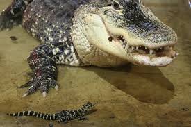 If you believe that you are a worthwhile person, it will be reflected in the way you carry yourself. Croc Talk Q A With Shaun Foggett Crocodiles Of The World
