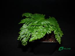Image result for Selaginella dregei
