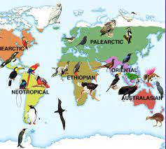 Luas terumbu karang sekitar 70.000 kilometer persegi atau 28 persen dari total terumbu karang di dunia. Persebaran Flora Dan Fauna Di Indonesia Penjelasan Lengkap Tabel