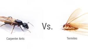 The best carpenter ant baits are designed to target ants along their trails, making baits an excellent option for destroying outdoor carpenter ant. Carpenter Ants Vs Termites