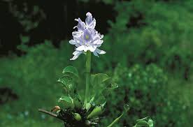 Image result for Centrostachys aquatica