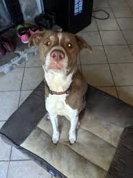 Maybe you would like to learn more about one of these? Dogs For Adoption Near Atlanta Ga Petfinder