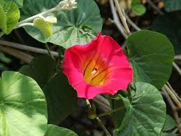 Image result for Stictocardia