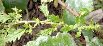 Image result for Dysphania pumilio