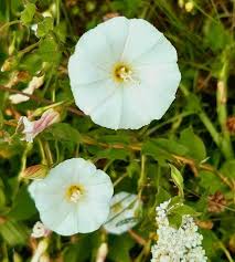 Image result for Convolvulus arvensis