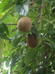 The rainforests of the world are home to many fascinating and unique plants. Capuacu Is S Tropical Rainforest Tree Native To The Amazon Basin Of South America The Fruit White Pulp Is Edible With A Tast Tropical Fruits Fruit Trees Fruit