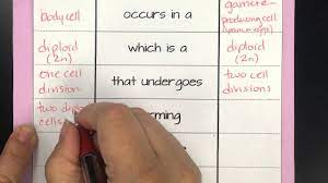 For each of the following, state if the cell is haploid or diploid: Mitosis Meiosis Comparison Chart Youtube