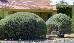 Although commonly known as texas sage, it is not a true sage and is distinct from the genus salvia. Leucophyllum Archives Desert Gardening 101