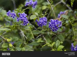 Green leaf with purple flowers. Small Purple Flowers Image Photo Free Trial Bigstock