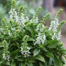 Especially only on some branches, but not. Floral Spires White Basil