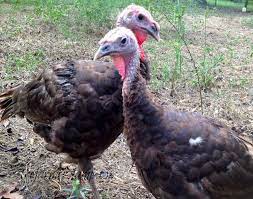 Raising Heritage Breed Chocolate Turkeys Countryside Chocolate Turkey Heritage Breeds Breeds