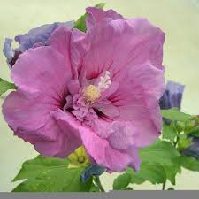 Image result for Hibiscus syriacus Violet Clair Double