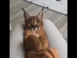 1447820712 1321838156 gif 480 360 karakal koshki samye milye zhivotnye