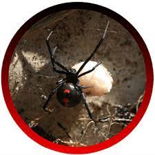 1182 lundy dr, simi valley, ca 93065 map & directions. Pest Control Best Pest Control Service In Ventura County And Los Angeles County Ca