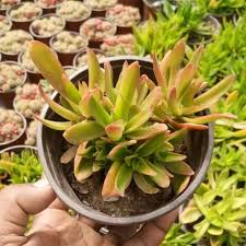 Image result for Crassula capitella